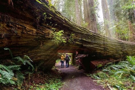 Redwood forest california nearest airport - Oct 11, 2019 · In fact, Redwood National and State Parks is home to 45 percent of California’s remaining old-growth redwoods. You’ll find the biggest bark for your buck on the nature trail that loops through ... 